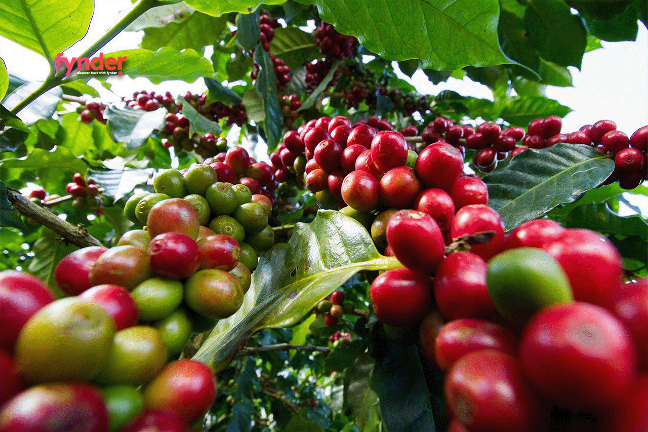 This is an image of of ripe coffee berries that are ready for harvest